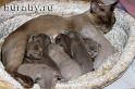 Burmese F-kittens